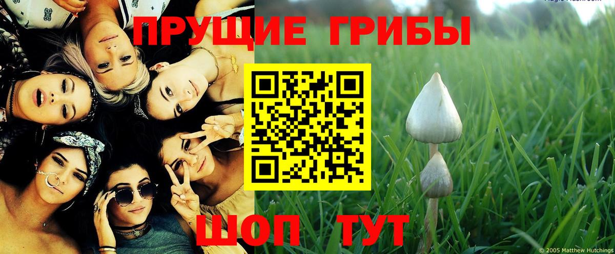 Новый Уренгой  Псилоцибиновые грибы Psilocybine cubensis  Вход с VPN 